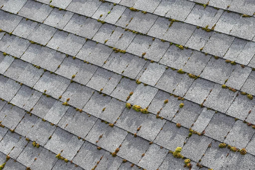 Shingles with moss